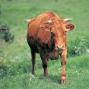 한우개량센터 이미지