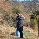 진도초하리무환자나무 이미지