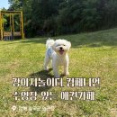 대구경북 최대규모 애견카페! 수영장과 1600평 강아지운동장 컴페니언 솔직후기