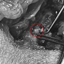 천안24시스카이동물메디컬센터 이미지