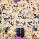 마음을 담아 쓰는 예술 수필쓰기 | 블로그 다시 시작을 도와준 리블로그 실전반 77기 후기 (ft. 교진쌤 내돈내산 블로그 강의 추천해요)