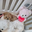 멍벤져스 이미지