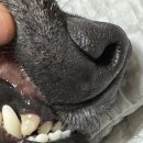 청담리덴동물치과병원