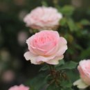 이터널 (Eternal) 이미지