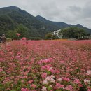 삼천리농장 | (강원도 영월여행) 제6회 2025 영월 동강 붉은 메밀꽃 축제☞붉게 물든 동강에 반하고 영월에 반하다