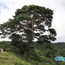 개인화물1050 Daum카페