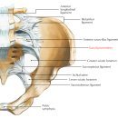 Human Bein | [번역]천골(Sacrum)