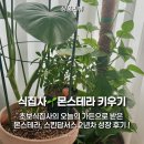 광은테크 | 오늘의 가든 상품 몬스테라·스킨답서스 키우기 2년 차 성장 후기 / 식집사·찢잎