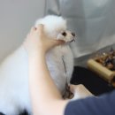 발라당 이미지