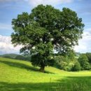 푸른잔디 이미지