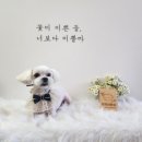 땡자네 묭실 이미지