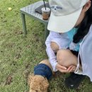 제주 애월 애견카페 넓은 애견운동장 블리스풀