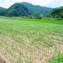 광전1리 이미지