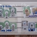 댕이샵