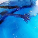 산오징어나라 이미지