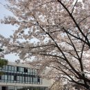 신양 벚꽃길 이미지