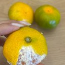 고향뜰 농장 | 죽같은 7월~