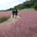 낙동강관리본부 대저생태공원 4 이미지