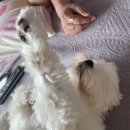 댕겨오시개 이미지