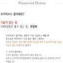 프리저브드 플라워 레터링리스 이미지