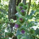 하산 농장 이미지