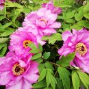 봉래농장 | (포천)금수단 목단원(모란공원) 조성