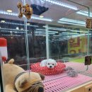 완산애견 이미지