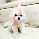 털빨샵 이미지