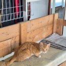 자인동물병원 이미지