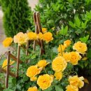 장미정원민박 이미지