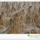 청맥농장 이미지