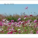 꽃들의이야기 이미지