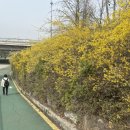 타래 퀸(TARAE QUEEN)