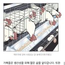 닭은 13년까지 살 수 있답니다. 치킨은 그러나 한달 남짓만 삽니다. 가축들의 수명 이야기 이미지