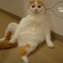 야 이미지
