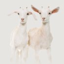 (주)에스티엠넷 | 카프리나 산양밀크 샴푸 / 산양유 샴푸 사용 후기