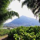 섬진강대숲길 이미지