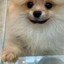 멍품 강아지분양 본점 이미지