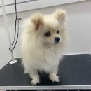 펫스탑 이미지