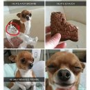 행복한댕댕이 이미지