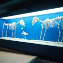 화진포 생태박물관 이미지