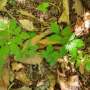 삼봉농원 이미지