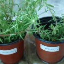 채송화농장 이미지