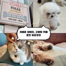 히포코코 이미지