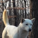 무궁화집 이미지