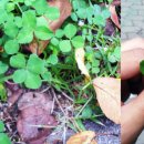 네잎클로버 이미지