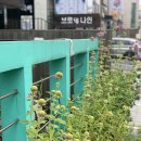 브로테나인