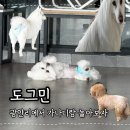 도그민 네이버블로그