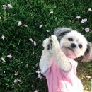 웃는 강아지 이미지