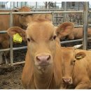 횡성한우목장 이미지